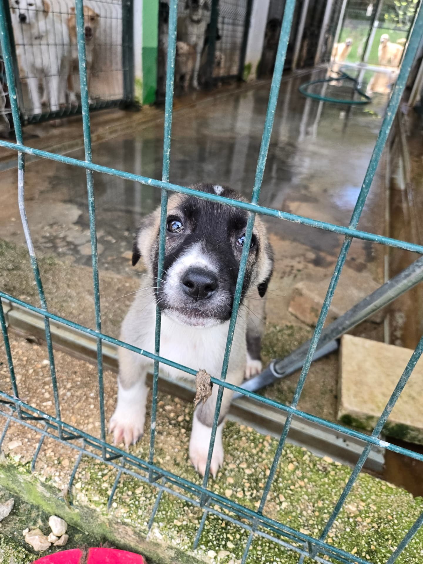 Ein kleiner Hund hinter einem Zwingergitter