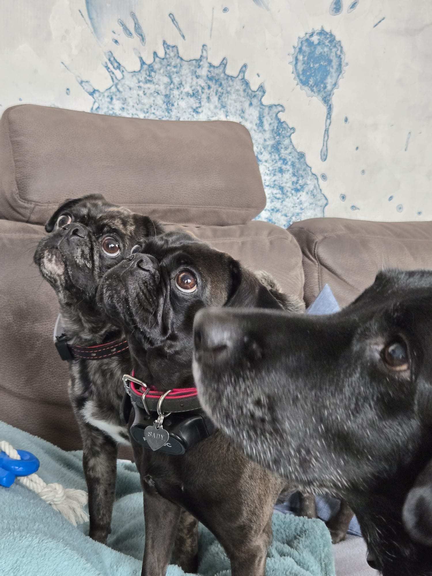 Sami, Winston und Sady – unsere drei Hunde